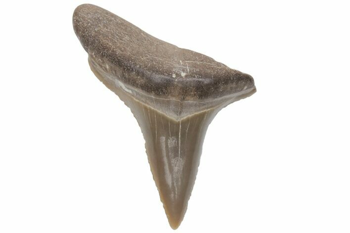 Bargain, Fossil Ginsu Shark (Cretoxyrhina) Tooth - Kansas #219162